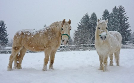 Srebro und Ramona - in memoria